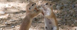round-tailed ground squirrel