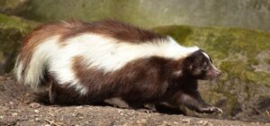 skunk