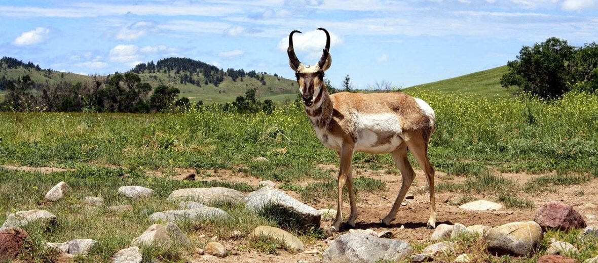 Sonoran pronghorn