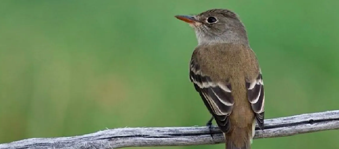 southwestern willow flycatcher