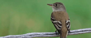 southwestern willow flycatcher