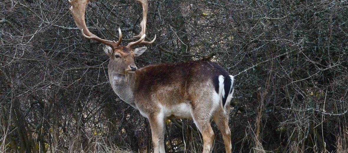 white-tailed deer