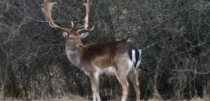 white-tailed deer