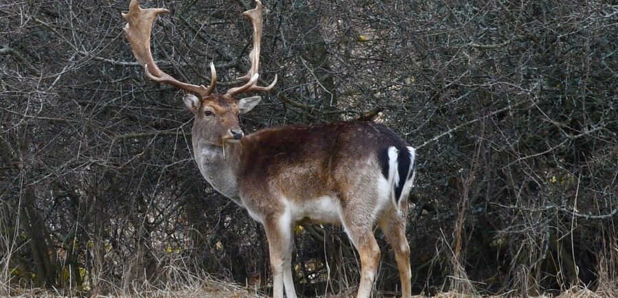 The White-Tailed Deer | Critter Science