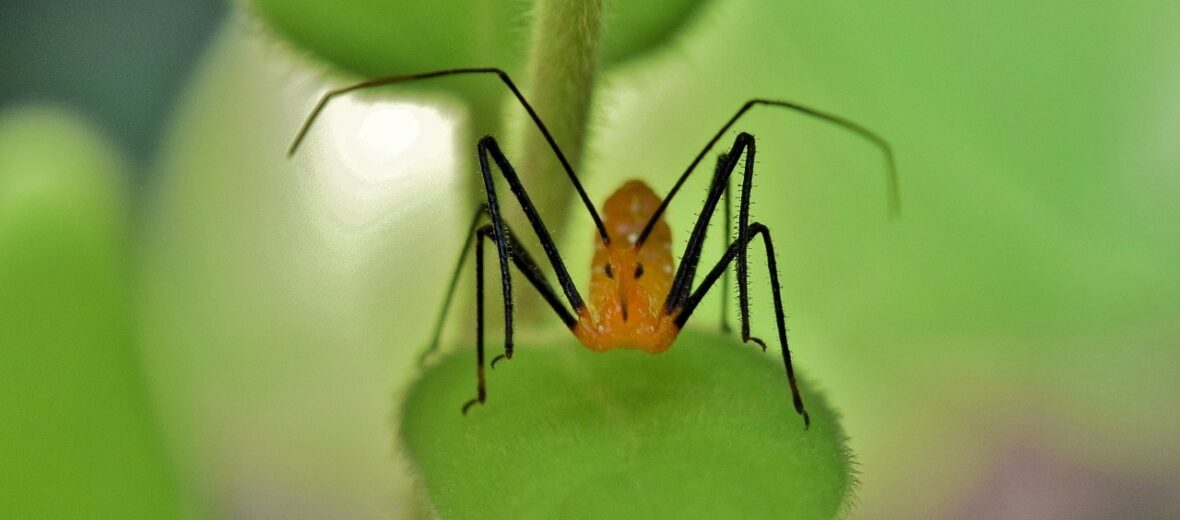 assassin bug