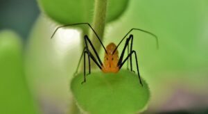 assassin bug