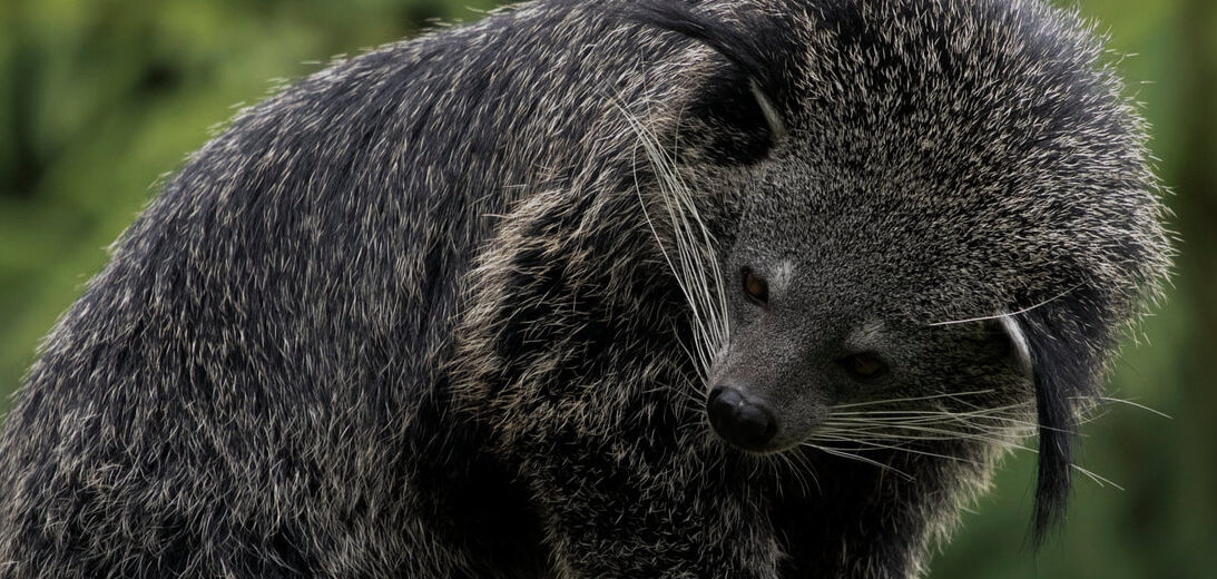 binturong