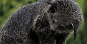 binturong
