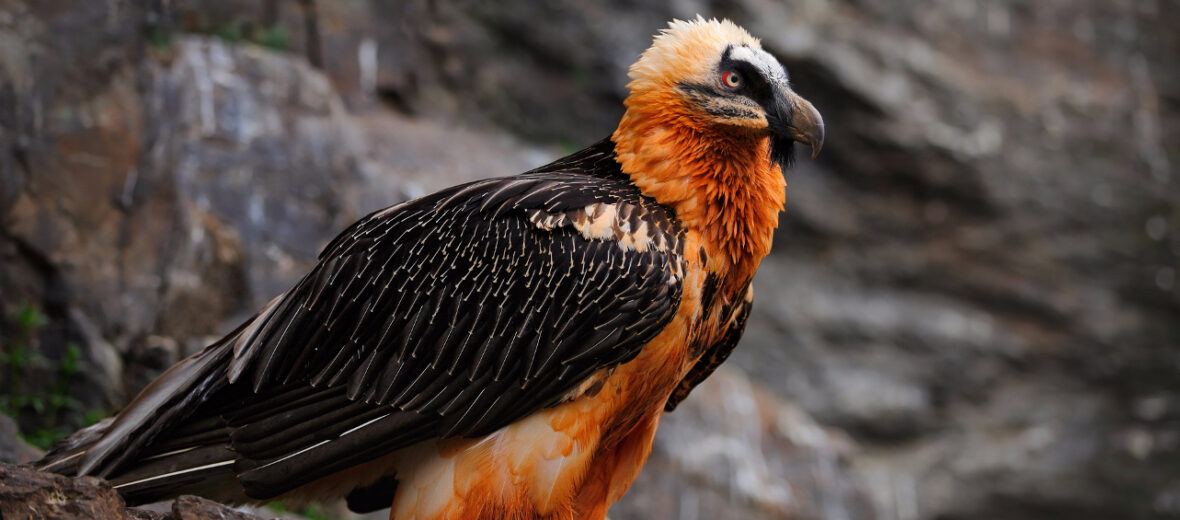 The Bone Eating Bearded Vulture | Critter Science