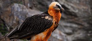 bearded vulture