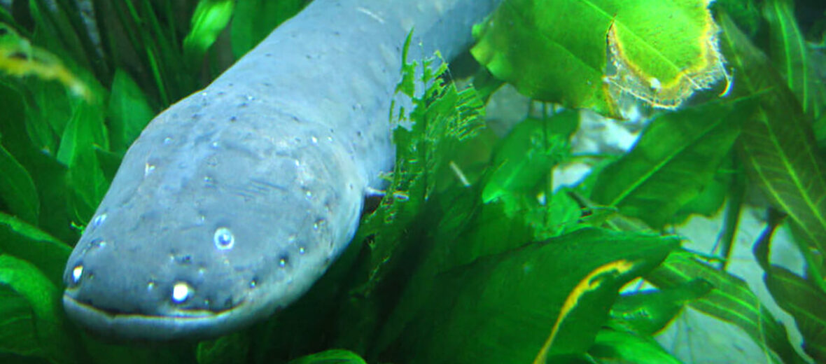 electric eel, Critter Science