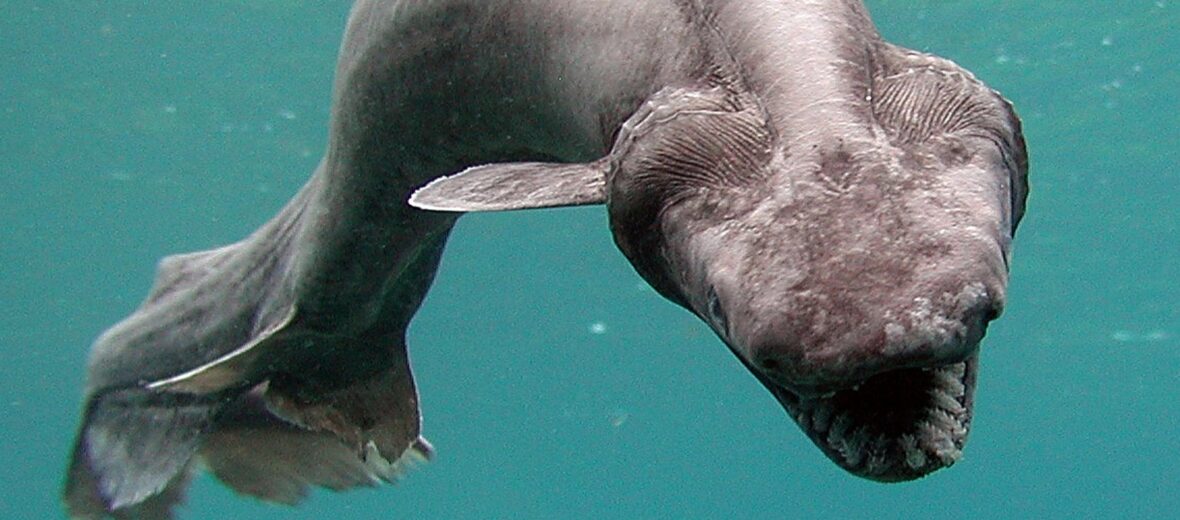 frilled shark gills