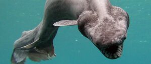 frilled shark