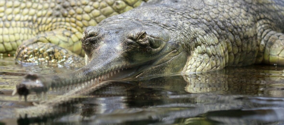 gharial