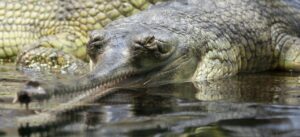 gharial