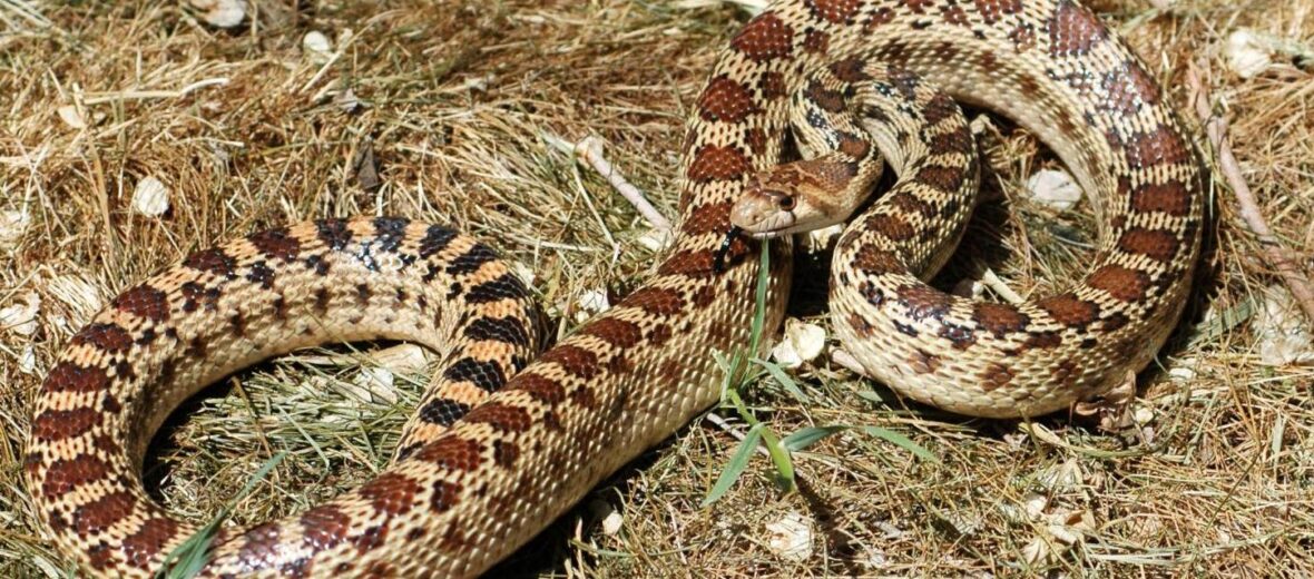 gopher snake