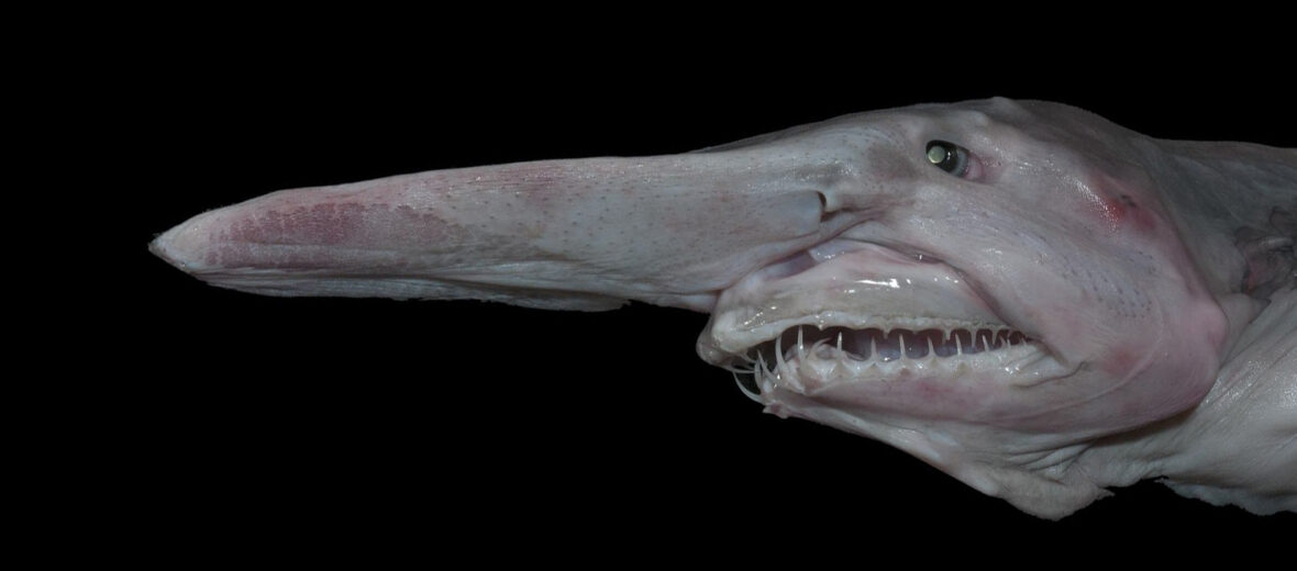 Pictures of deals a goblin shark