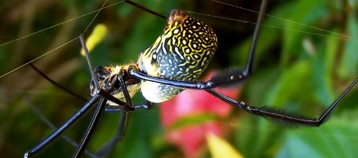 golden silk orb-weaver