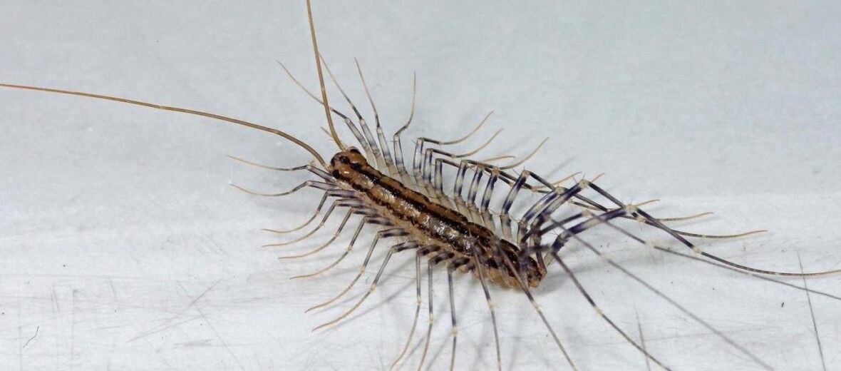 house centipede