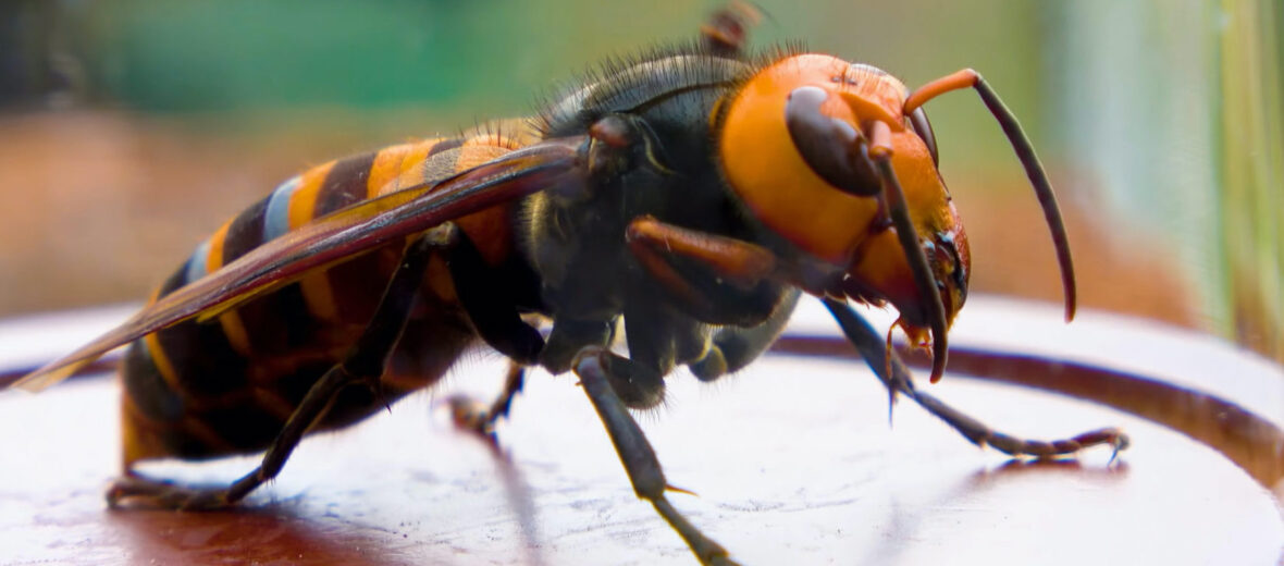 Japanese giant hornet