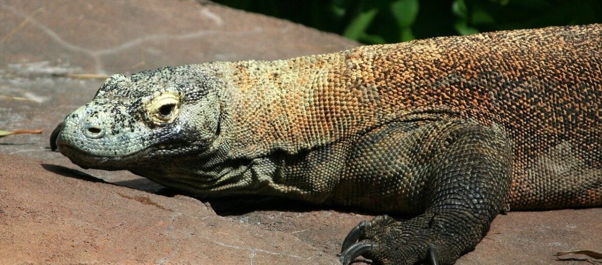 komodo dragon eating snake