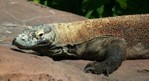 Komodo dragon
