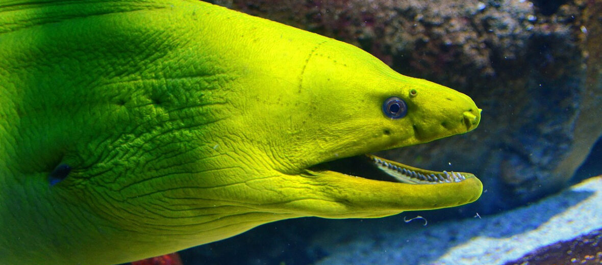 moray eel