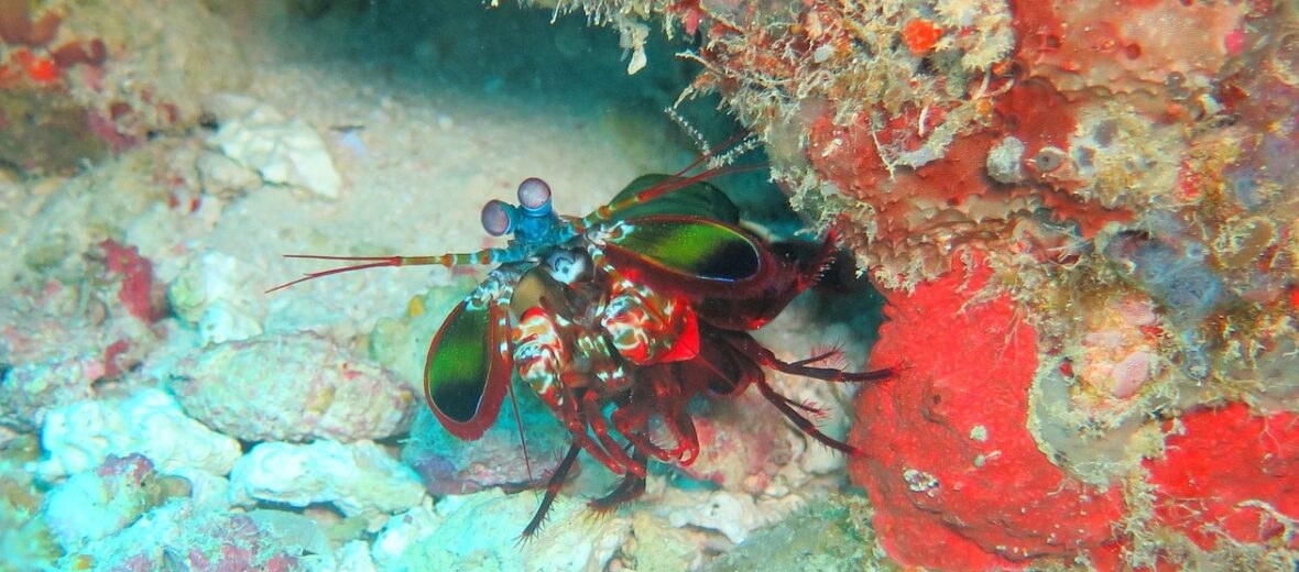 peacock mantis shrimp