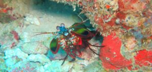 peacock mantis shrimp