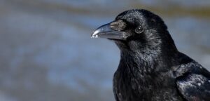 raven