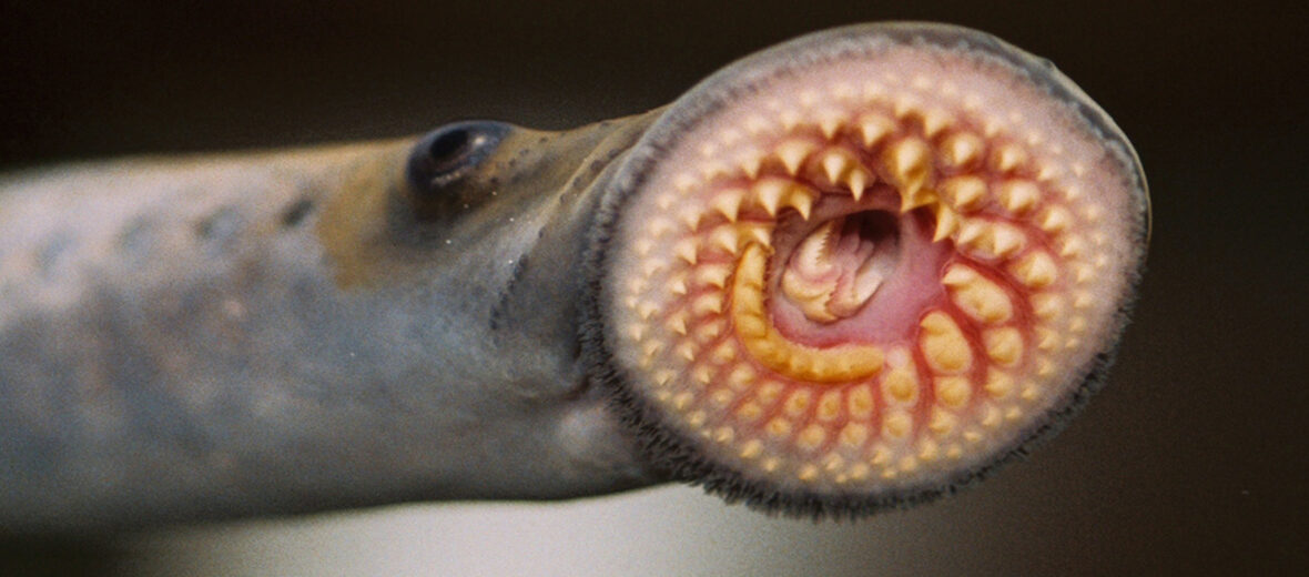 lamprey