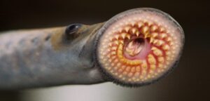 lamprey