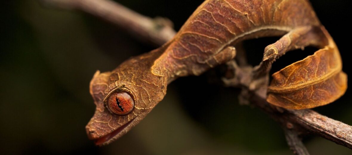 satanic leaf-tailed gecko