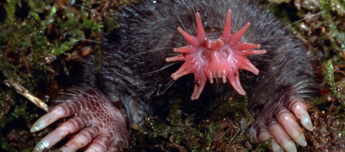 star-nosed mole