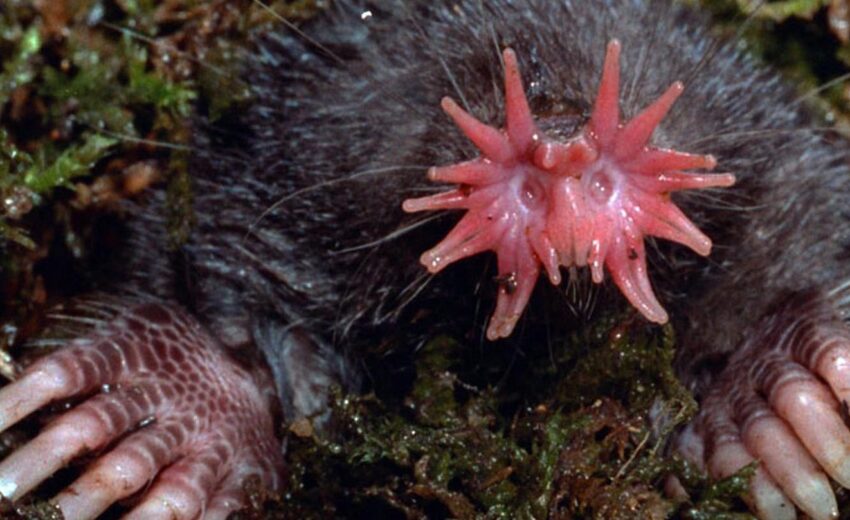 star-nosed mole