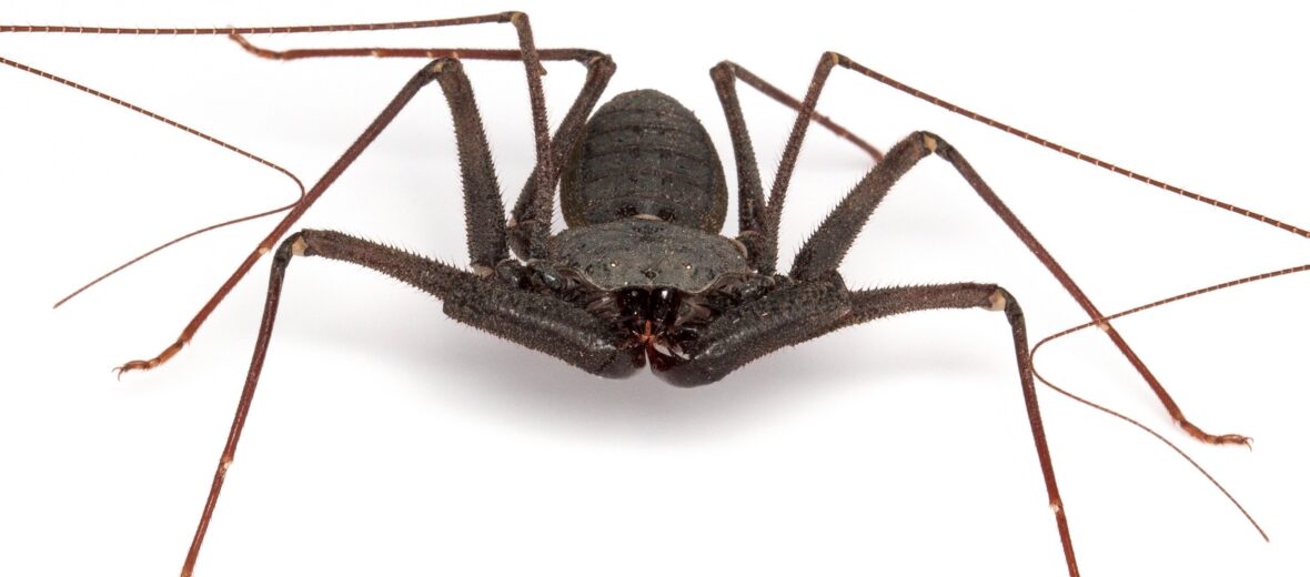 The Fascinating Tailless Whip Scorpion | Critter Science