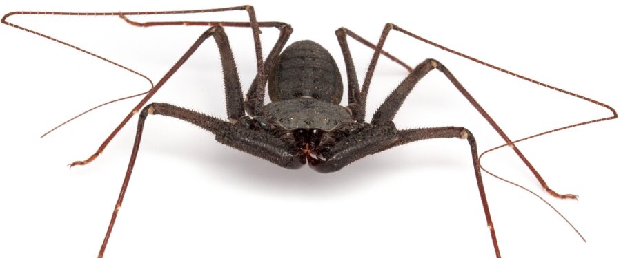Arachnid - 8 Legs, Spiders, Scorpions