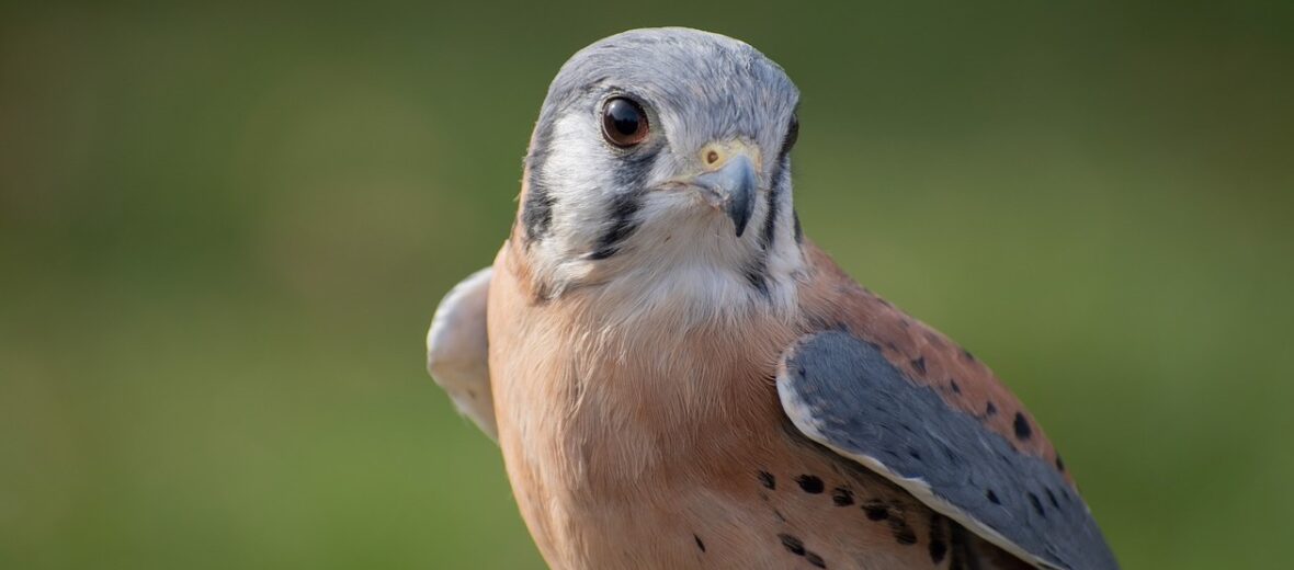 American kestrel