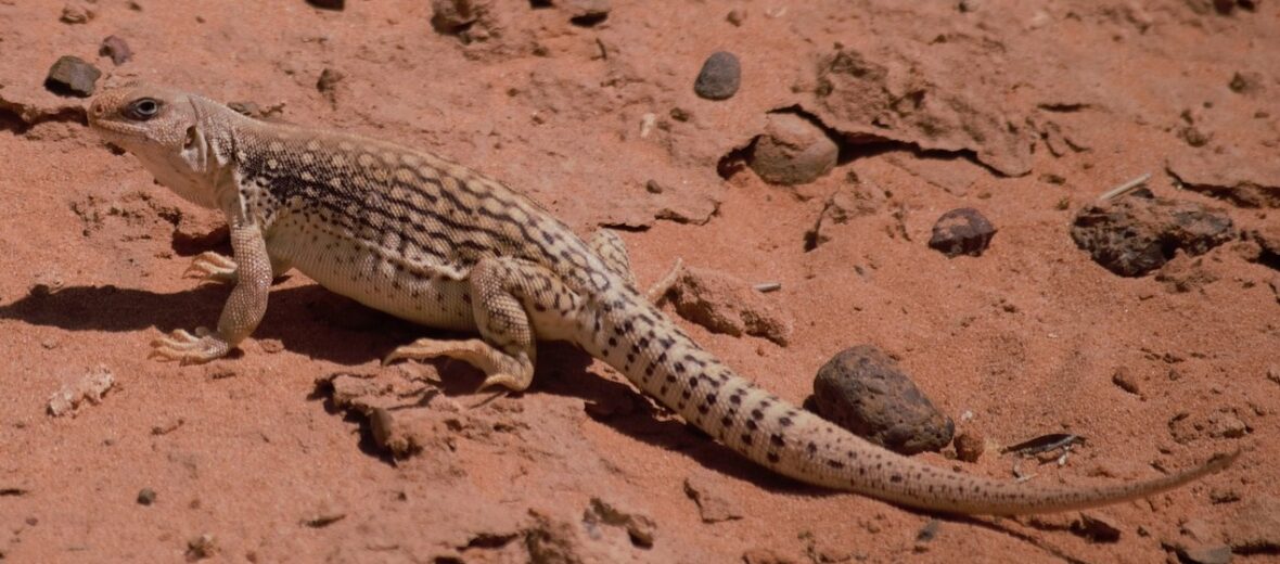 desert iguana