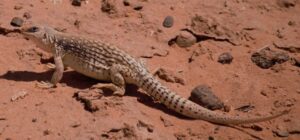 desert iguana
