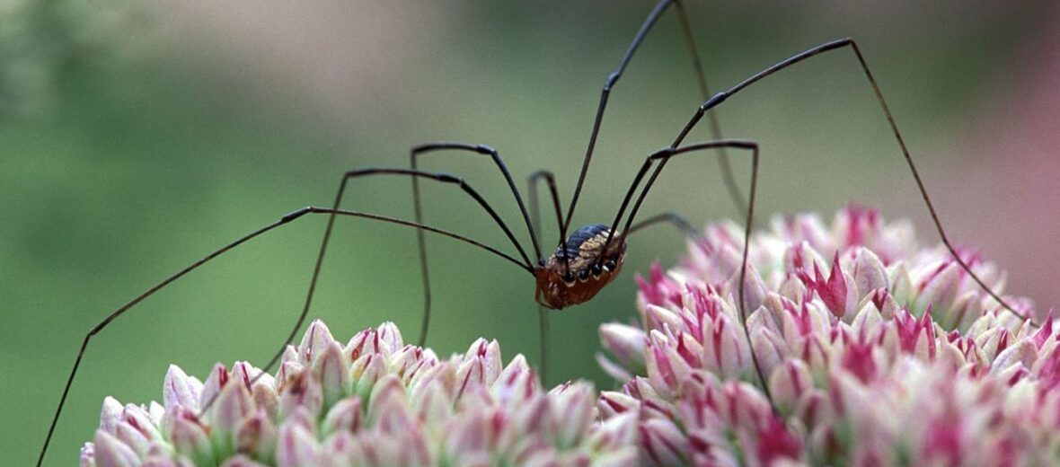 daddy long legs spider clump