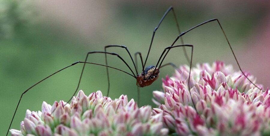 Learn Why Daddy Longlegs Are Good For Gardens