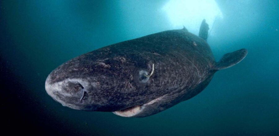 The Greenland Shark – Critter Science