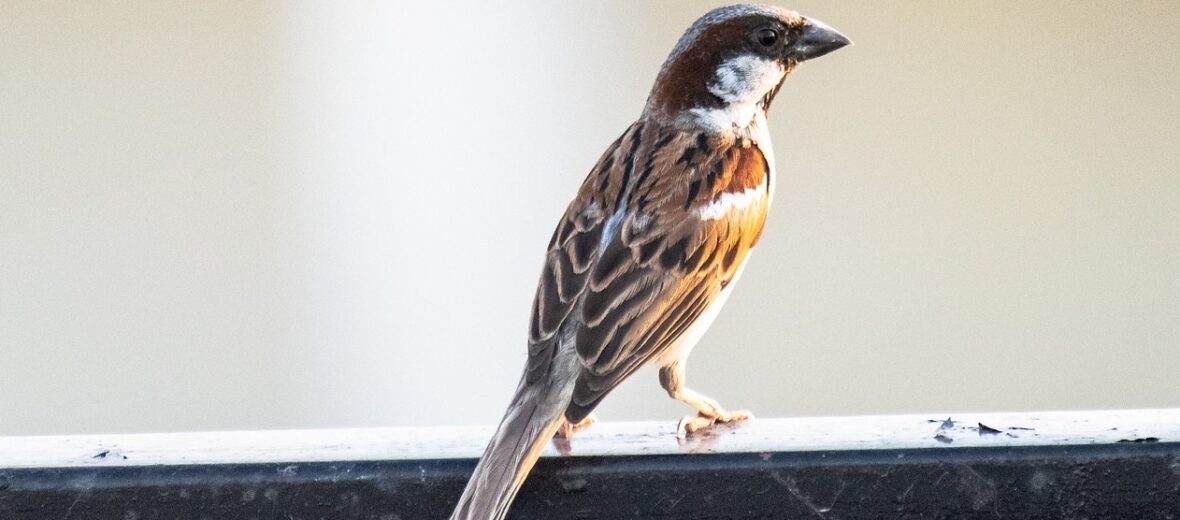 house sparrow, Critter Science