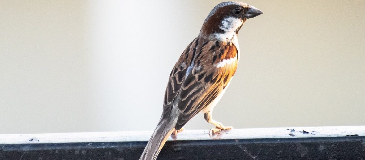 house sparrow