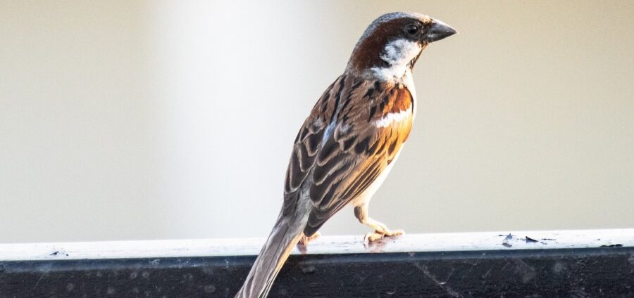 The House Sparrow | Critter Science