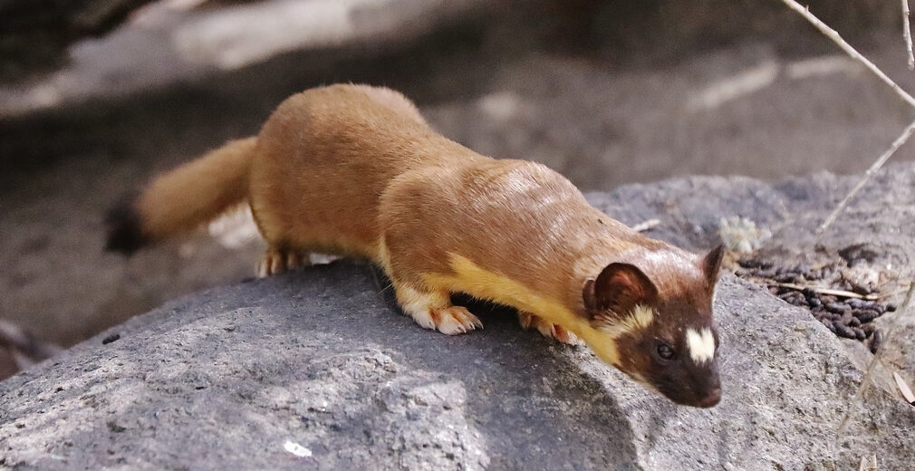 long-tailed weasel