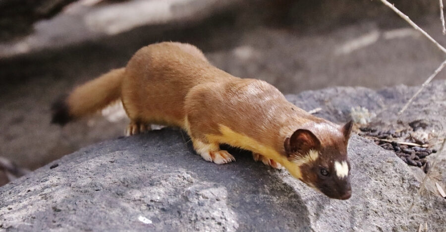 Meet The Ferocious Long Tailed Weasel Critter Science 