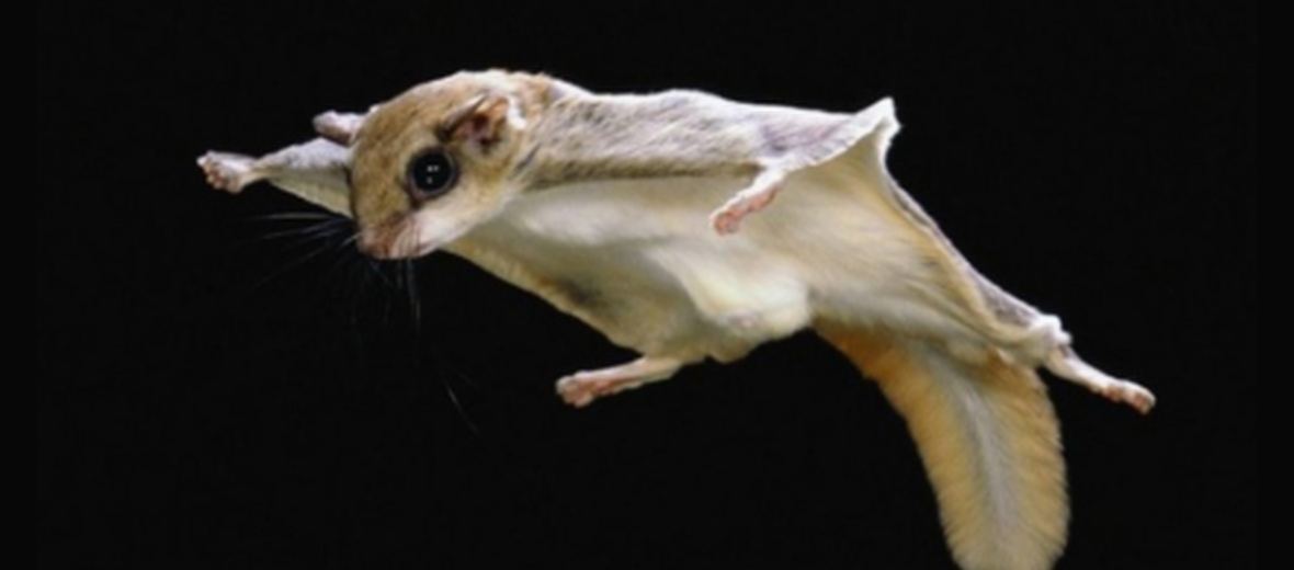 northen flying squirrel