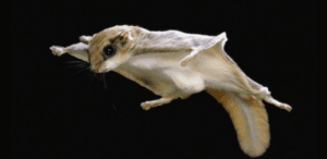 northen flying squirrel